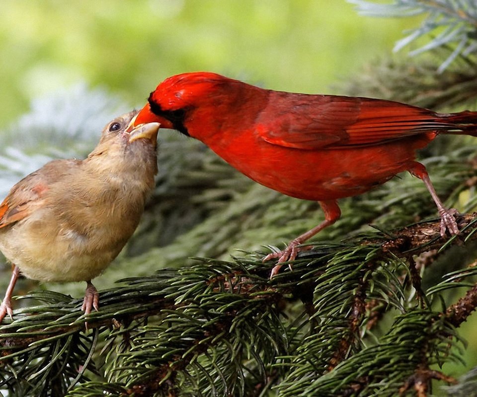 Обои природа, хвоя, ветки, птицы, клюв, кардинал, зяблик, nature, needles, branches, birds, beak, cardinal, chaffinch разрешение 1920x1200 Загрузить