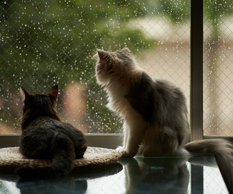 Обои капли, дождь, пушистые, коты, окно, кошки, drops, rain, fluffy, cats, window разрешение 2048x1152 Загрузить