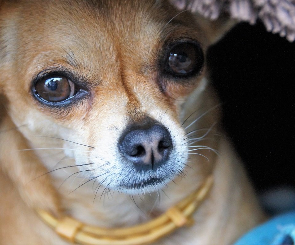 Обои глаза, мордочка, взгляд, собака, чихуахуа, eyes, muzzle, look, dog, chihuahua разрешение 5456x3632 Загрузить