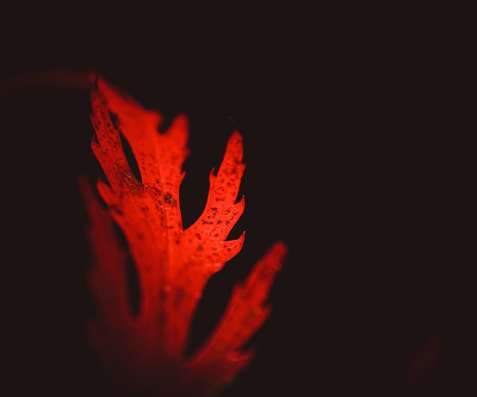 Обои лист, черный фон, крупным планом, красный лист, sheet, black background, closeup, red leaf разрешение 2560x1600 Загрузить