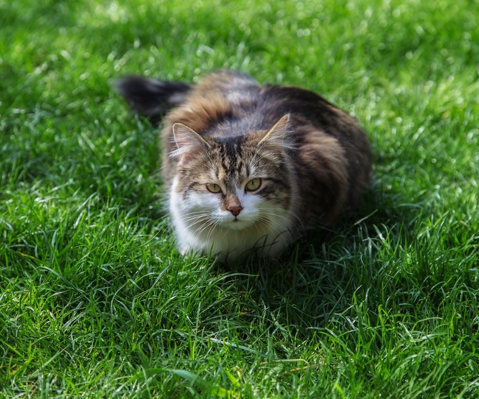 Обои трава, кот, мордочка, усы, кошка, взгляд, grass, cat, muzzle, mustache, look разрешение 5616x3744 Загрузить