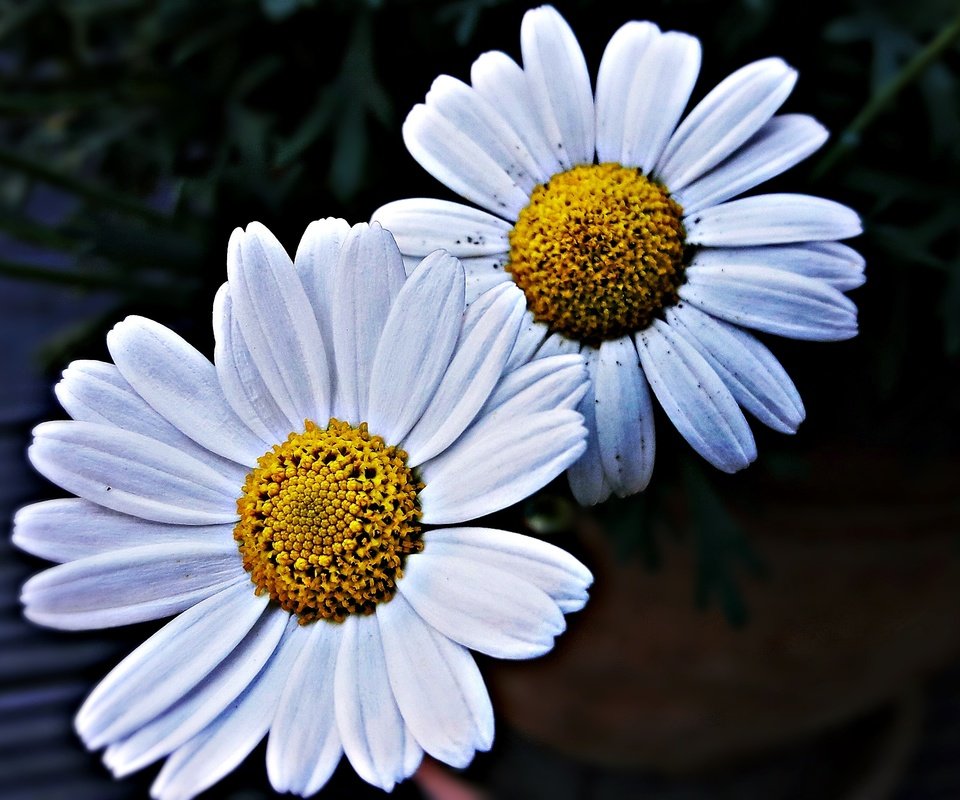Обои лепестки, ромашки, крупным планом, белые цветы, petals, chamomile, closeup, white flowers разрешение 4128x2322 Загрузить