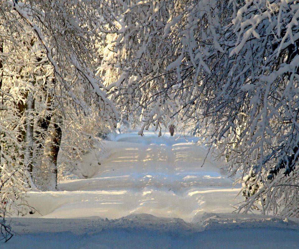 Обои дорога, деревья, снег, природа, лес, зима, ветки, иней, road, trees, snow, nature, forest, winter, branches, frost разрешение 3840x2400 Загрузить