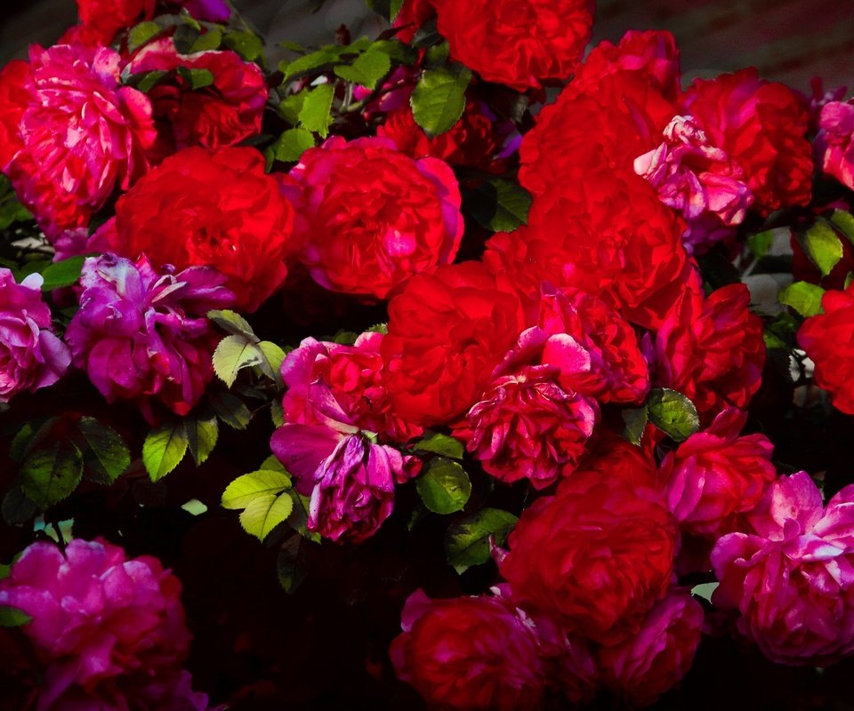 Обои цветы, бутоны, розы, лепестки, куст, flowers, buds, roses, petals, bush разрешение 3840x2160 Загрузить