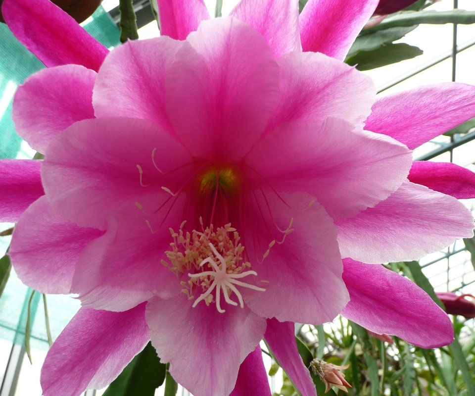 Обои цветы, лепестки, розовый, кактус, flowers, petals, pink, cactus разрешение 3072x2304 Загрузить