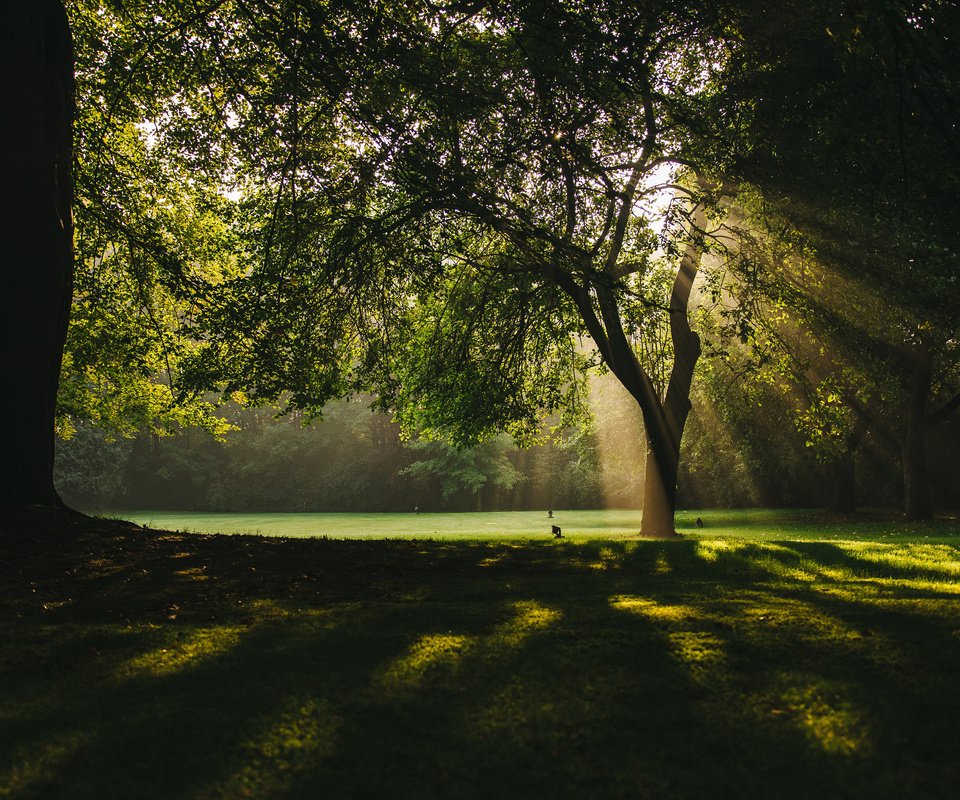 Обои деревья, природа, лучи, парк, ветки, солнечные лучи, trees, nature, rays, park, branches, the sun's rays разрешение 3840x2400 Загрузить