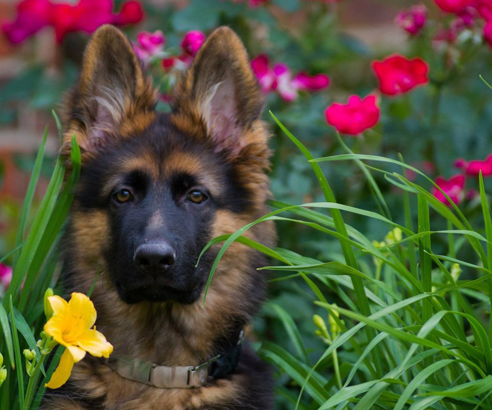 Обои морда, цветы, взгляд, собака, щенок, немецкая овчарка, face, flowers, look, dog, puppy, german shepherd разрешение 1920x1200 Загрузить