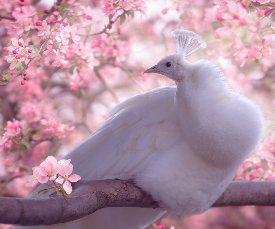 Обои цветы, белый, птица, клюв, весна, павлин, перья, сакура, flowers, white, bird, beak, spring, peacock, feathers, sakura разрешение 2048x1234 Загрузить