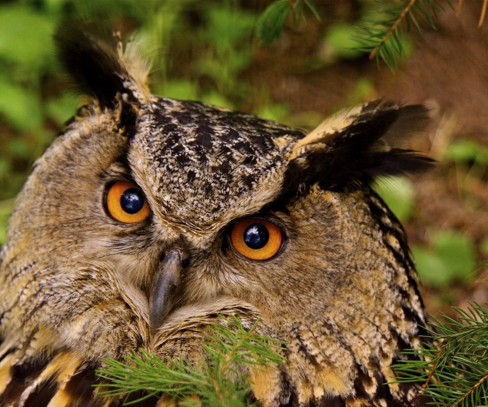 Обои глаза, сова, хвоя, птица, клюв, перья, филин, eyes, owl, needles, bird, beak, feathers разрешение 2048x1365 Загрузить