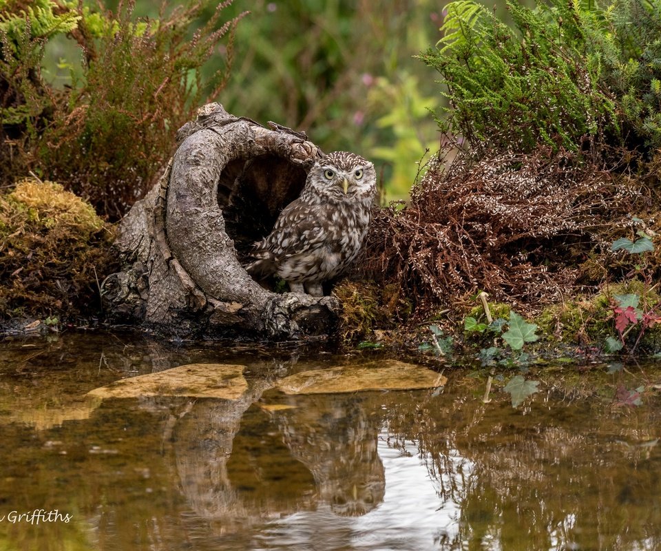 Обои вода, сова, растения, птица, мох, пень, домовый сыч, lynn griffiths, water, owl, plants, bird, moss, stump, the little owl разрешение 2048x1367 Загрузить