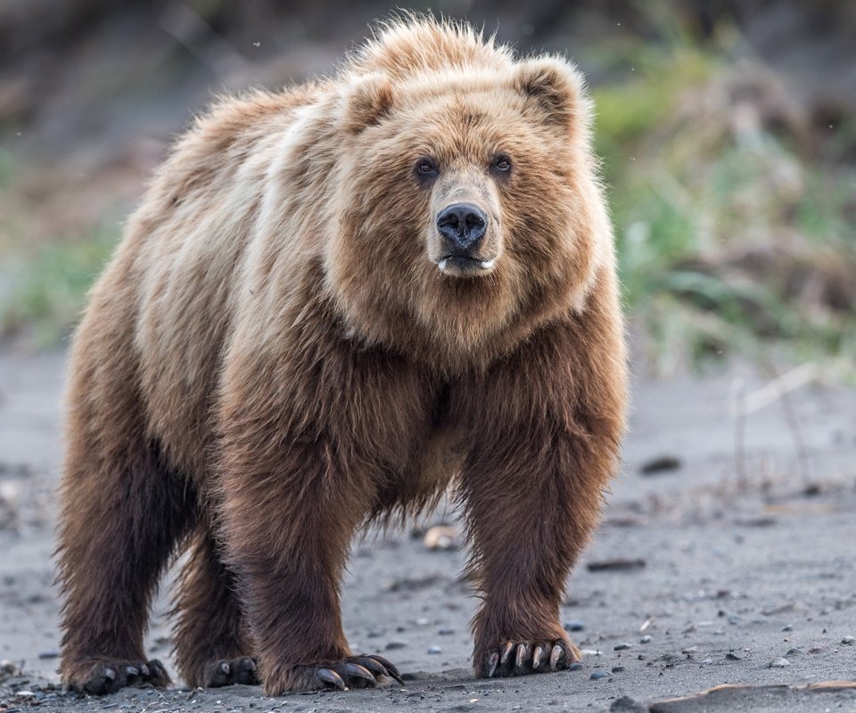 Обои взгляд, медведь, дикая природа, бурый медведь, look, bear, wildlife, brown bear разрешение 2500x1667 Загрузить