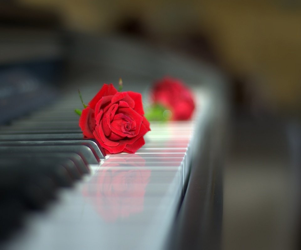 Обои роза, клавиатура, бутон, пианино, красная роза, боке, rose, keyboard, bud, piano, red rose, bokeh разрешение 2048x1358 Загрузить