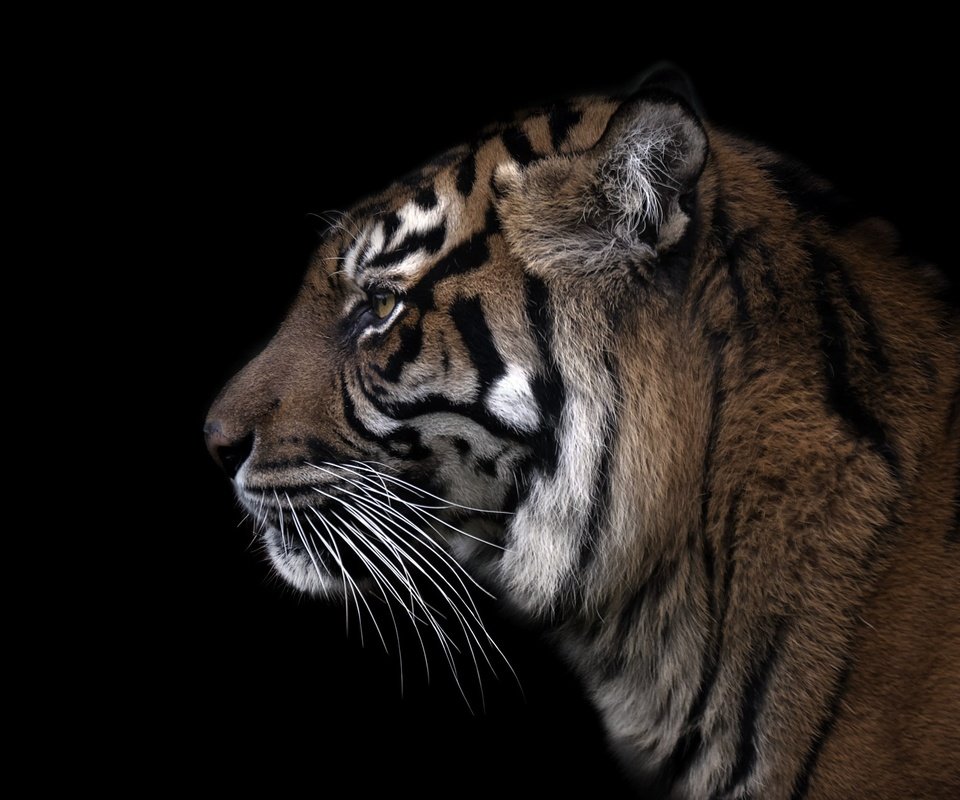 Обои тигр, морда, фон, усы, зверь, tiger, face, background, mustache, beast разрешение 1945x1292 Загрузить