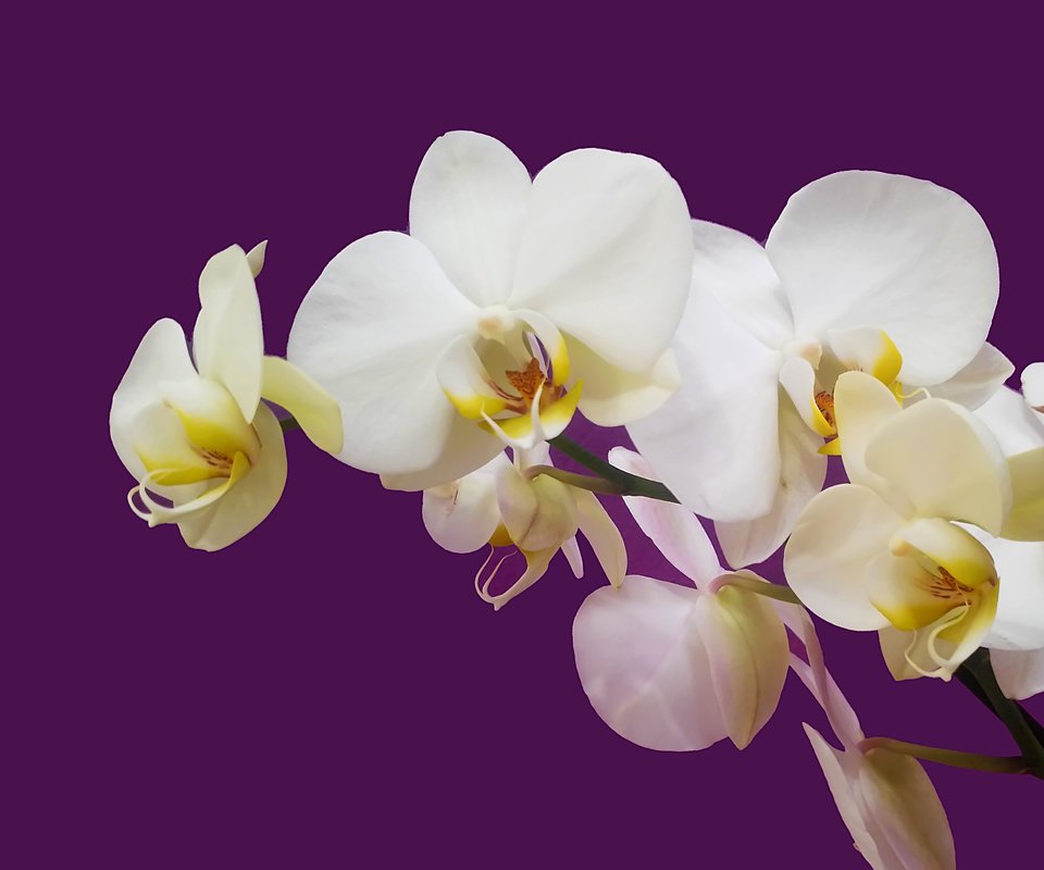 Обои орхидея белая на цветном фоне, white orchid on colored background разрешение 4124x2731 Загрузить