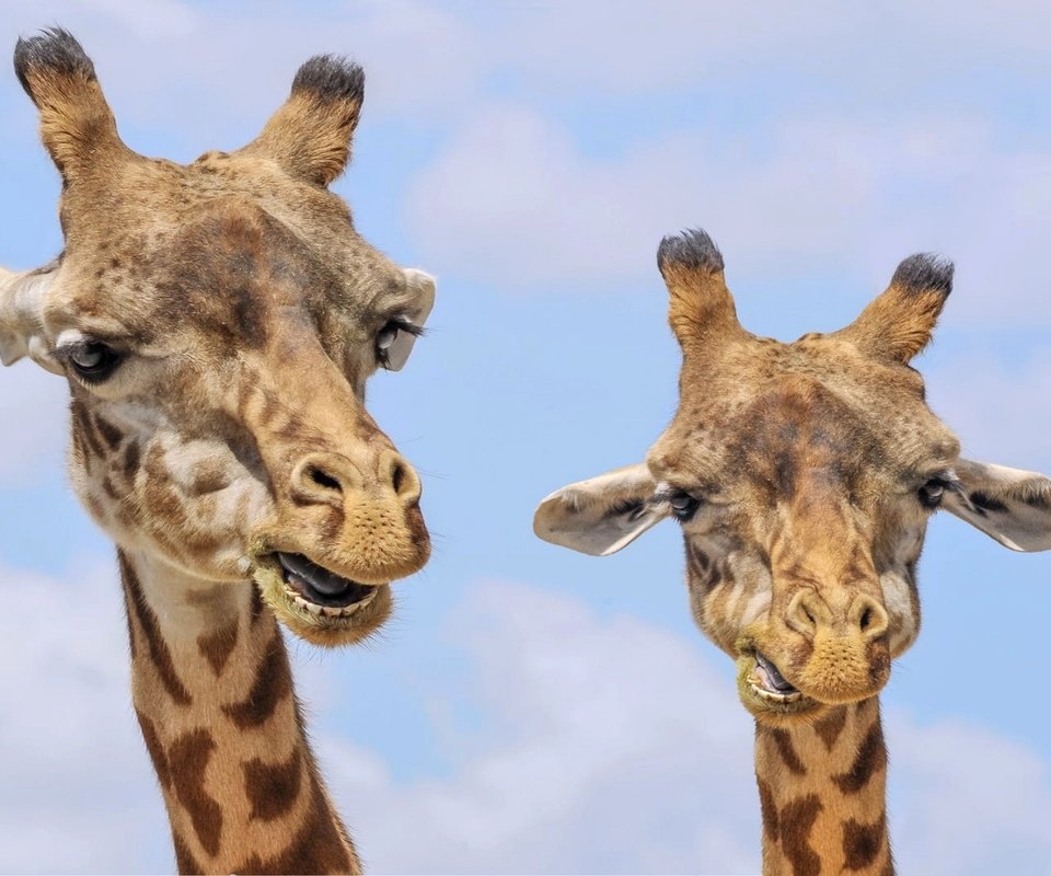 Обои животные, жираф, дикая природа, жирафы, animals, giraffe, wildlife, giraffes разрешение 1920x1200 Загрузить
