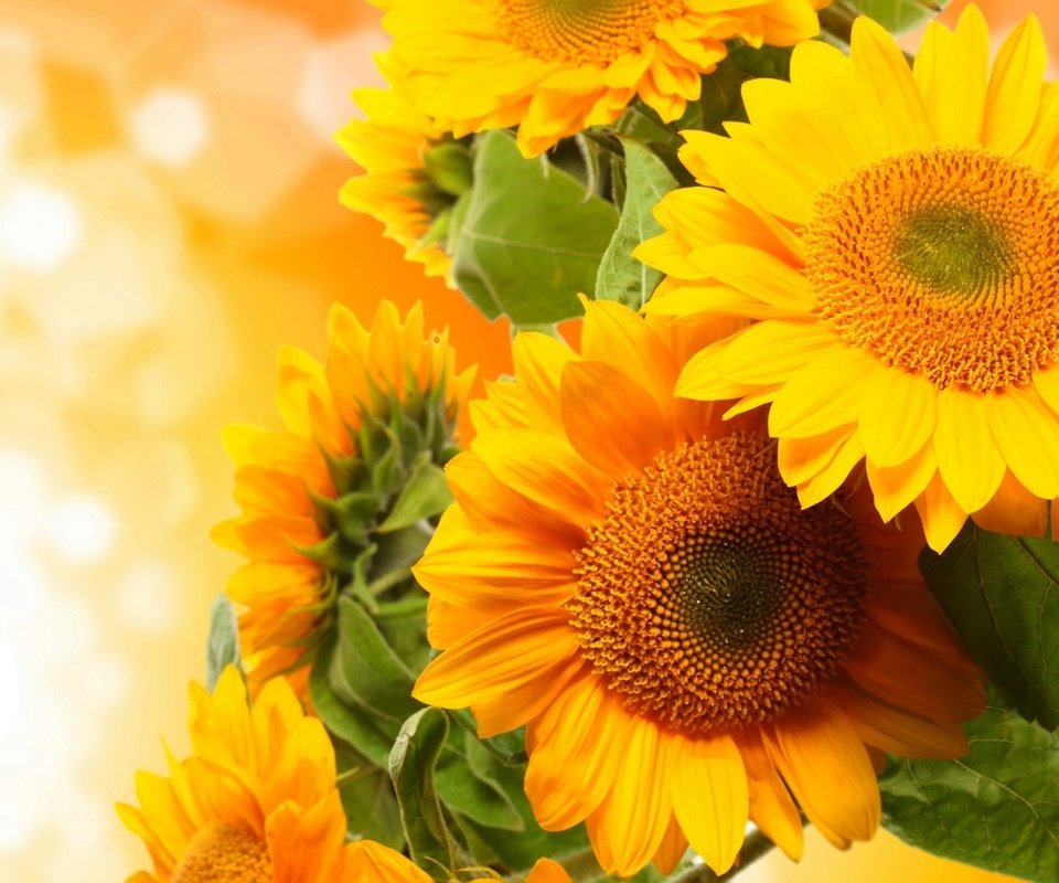 Обои цветы, цветение, подсолнухи, крупный план, желтые, боке, flowers, flowering, sunflowers, close-up, yellow, bokeh разрешение 2880x1800 Загрузить