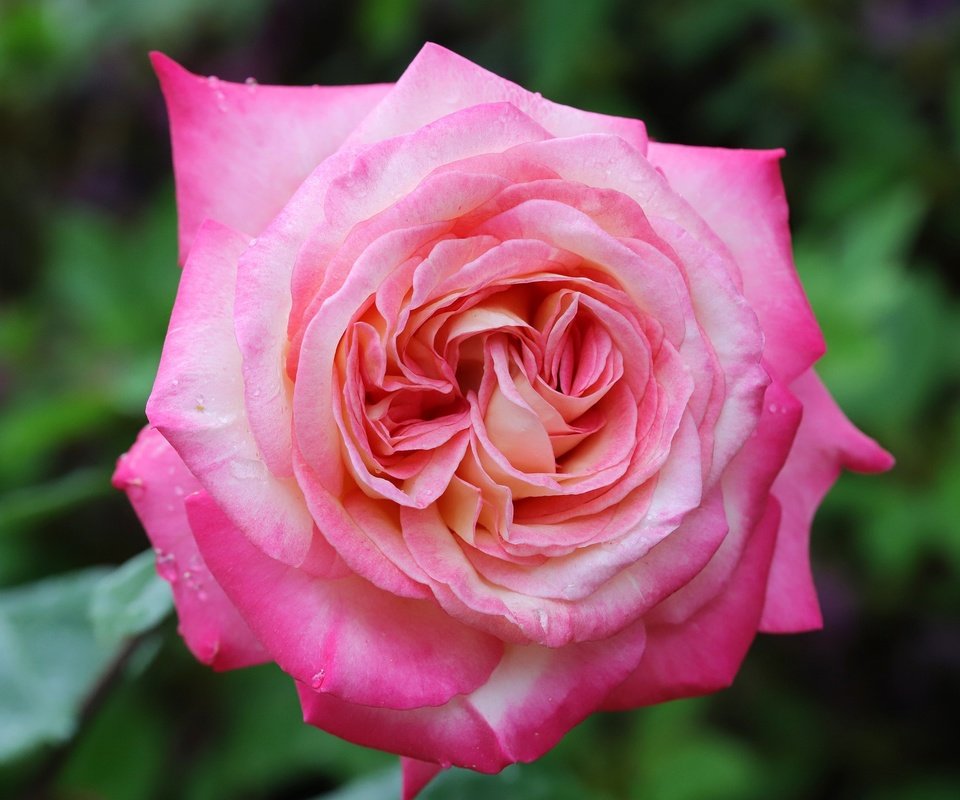 Обои цветение, роза, лепестки, боке, flowering, rose, petals, bokeh разрешение 1920x1280 Загрузить