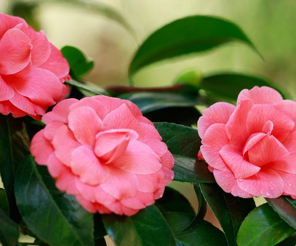 Обои лепестки, розовая, камелия, petals, pink, camellia разрешение 6144x4046 Загрузить