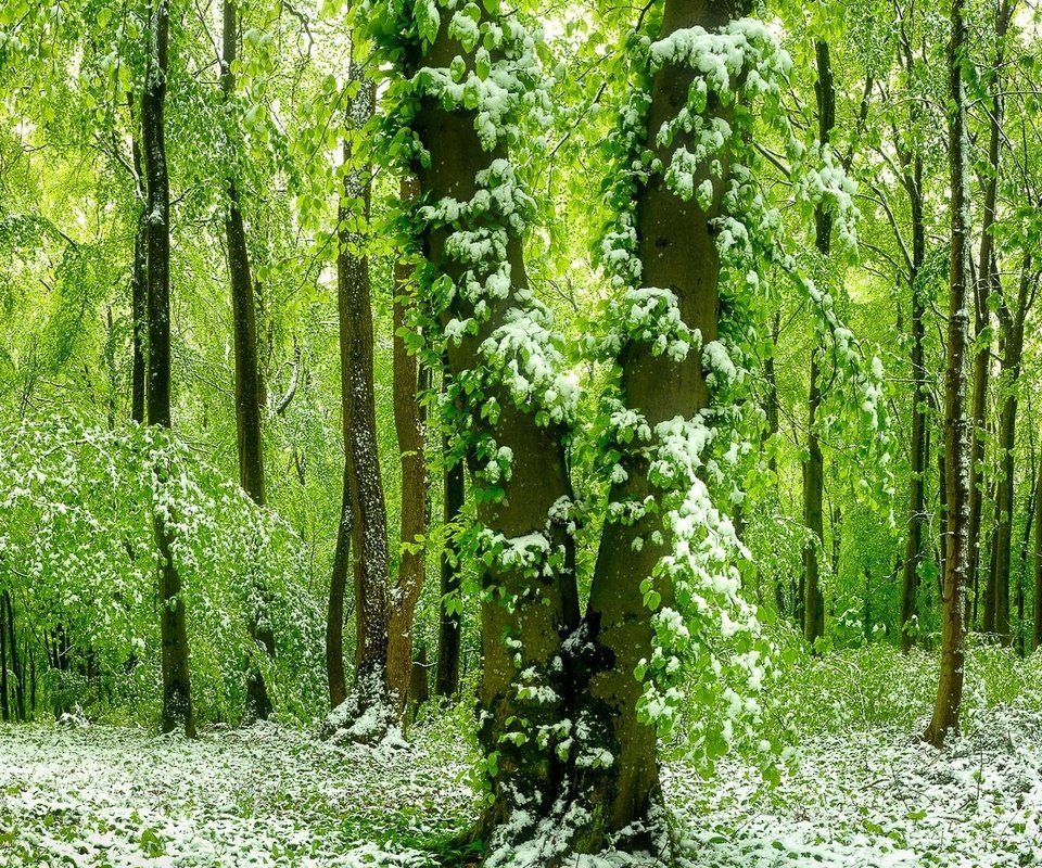 Обои лес, зелёный, красивый, покрыт, ранним, снегом, forest, green, beautiful разрешение 1920x1080 Загрузить