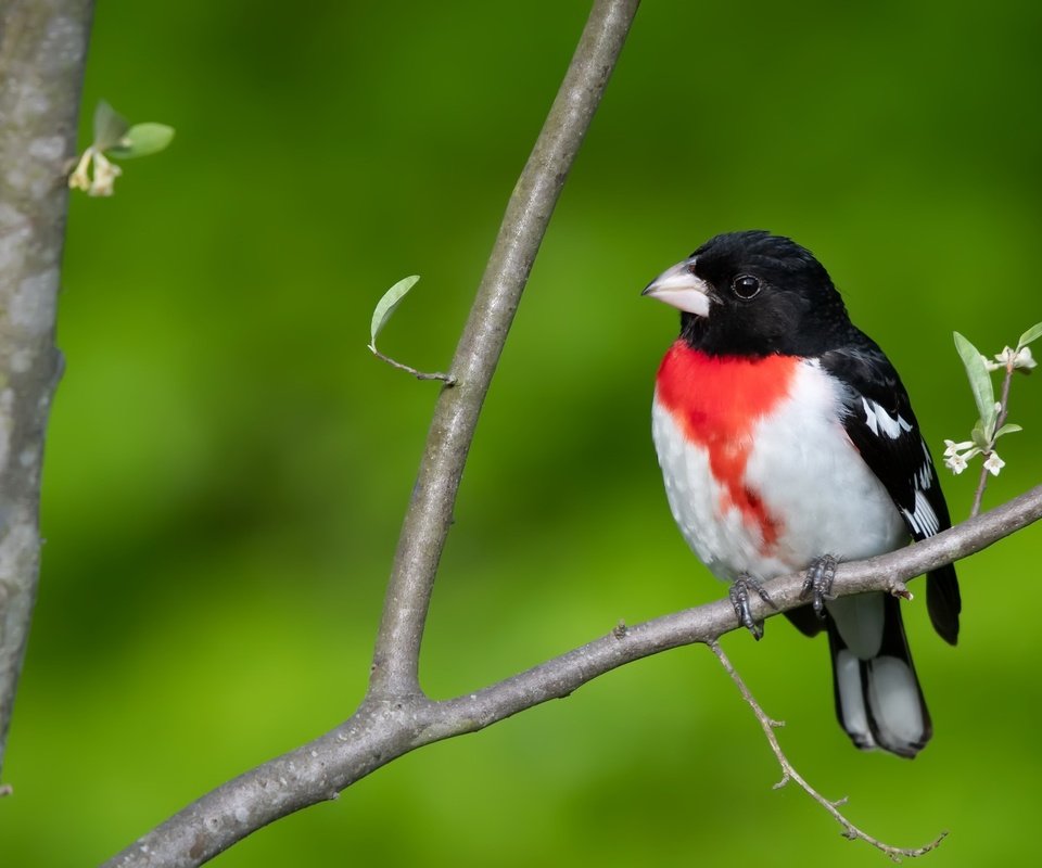 Обои природа, птица, красногрудый дубоносовый кардинал, nature, bird, the red-breasted cardinal dubonosov разрешение 2048x1300 Загрузить
