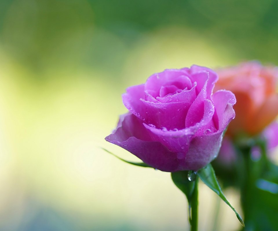 Обои цветы, фон, капли, розы, боке, flowers, background, drops, roses, bokeh разрешение 2880x1920 Загрузить
