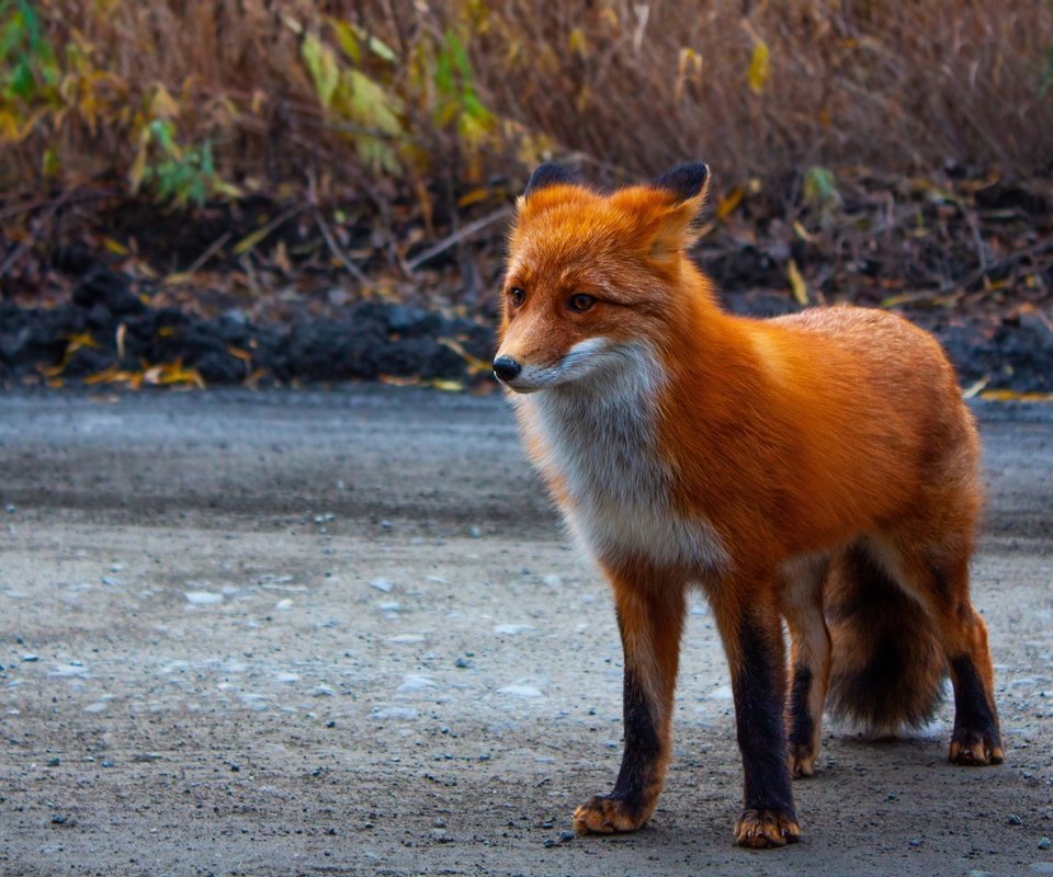 Обои дорога, природа, рыжая, лиса, road, nature, red, fox разрешение 2880x1620 Загрузить