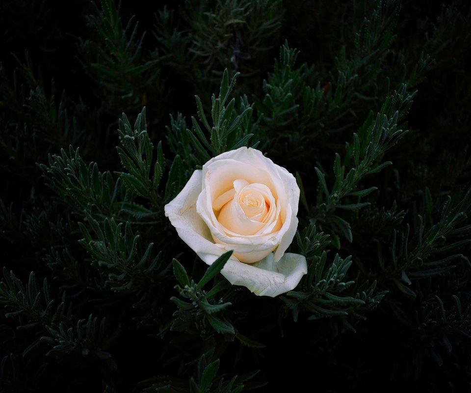 Обои хвоя, цветок, ветки, роза, темный фон, белая, needles, flower, branches, rose, the dark background, white разрешение 2560x1707 Загрузить