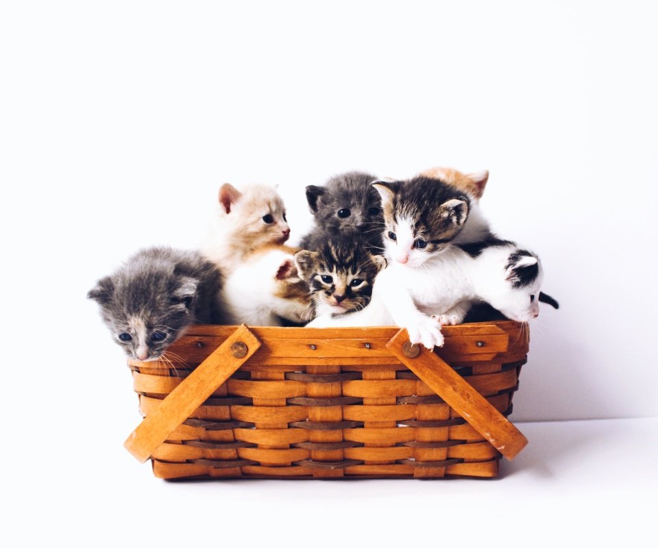 Обои корзина, белый фон, котята, basket, white background, kittens разрешение 1920x1568 Загрузить
