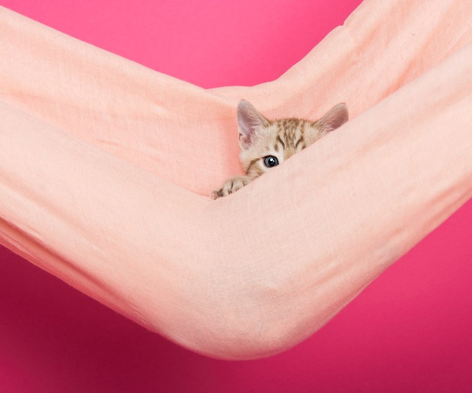 Обои кошка, взгляд, котенок, ткань, мордашка, гамак, розовый фон, выглядывает, cat, look, kitty, fabric, face, hammock, pink background, peeps разрешение 2000x1335 Загрузить