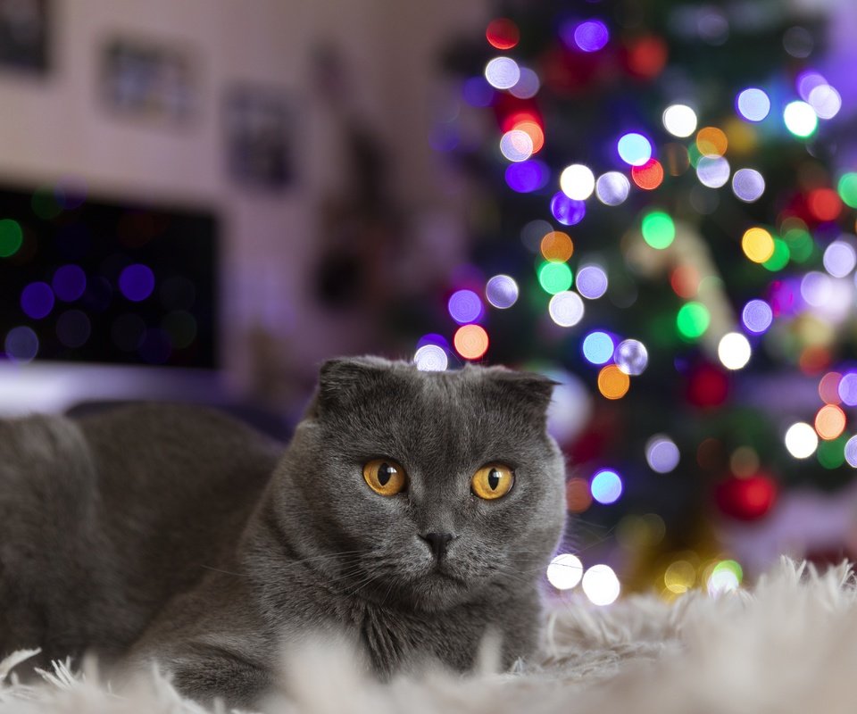 Обои огни, новый год, елка, кот, кошка, лежит, гирлянды, британская короткошерстная, lights, new year, tree, cat, lies, garland, british shorthair разрешение 6720x4480 Загрузить