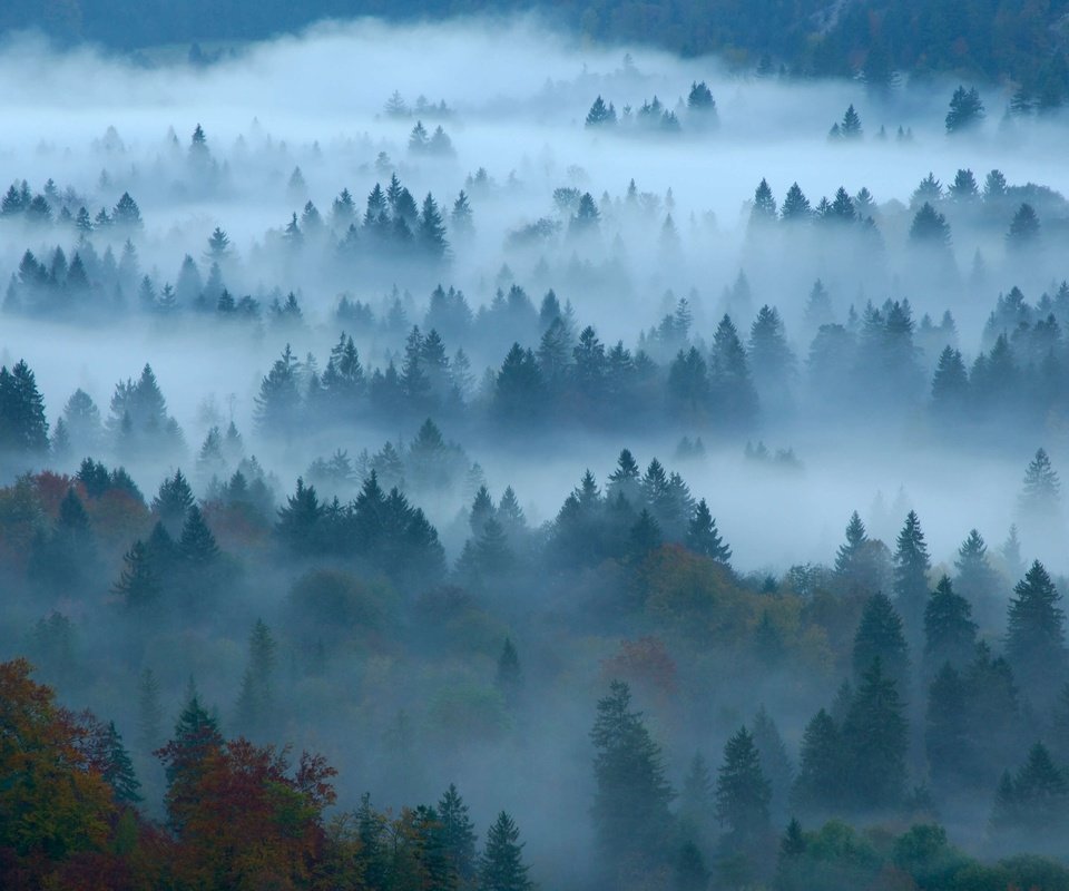 Обои лес, туман, осень, германия, бавария, forest, fog, autumn, germany, bayern разрешение 4596x2583 Загрузить
