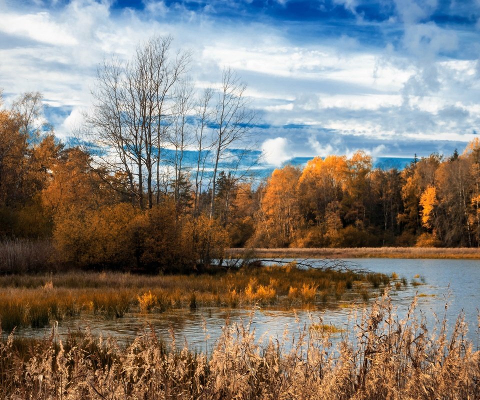 Обои озеро, лес, lake, forest разрешение 3840x2160 Загрузить