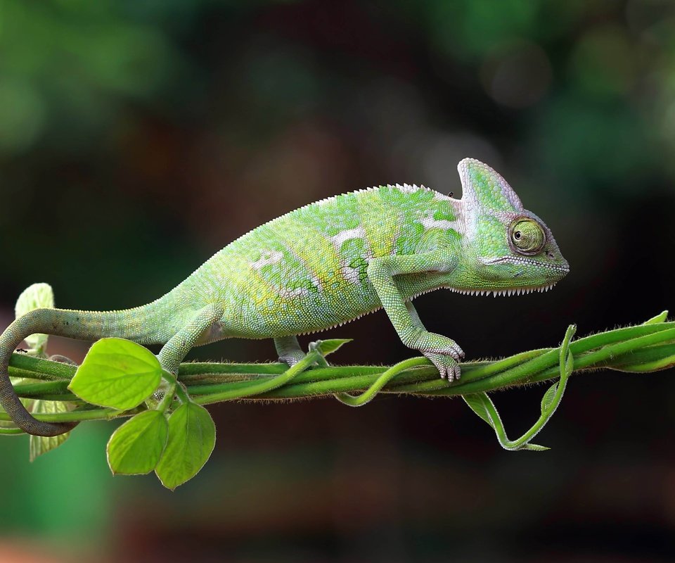 Обои природа, хамелеон, индонезия, nature, chameleon, indonesia разрешение 5174x2910 Загрузить