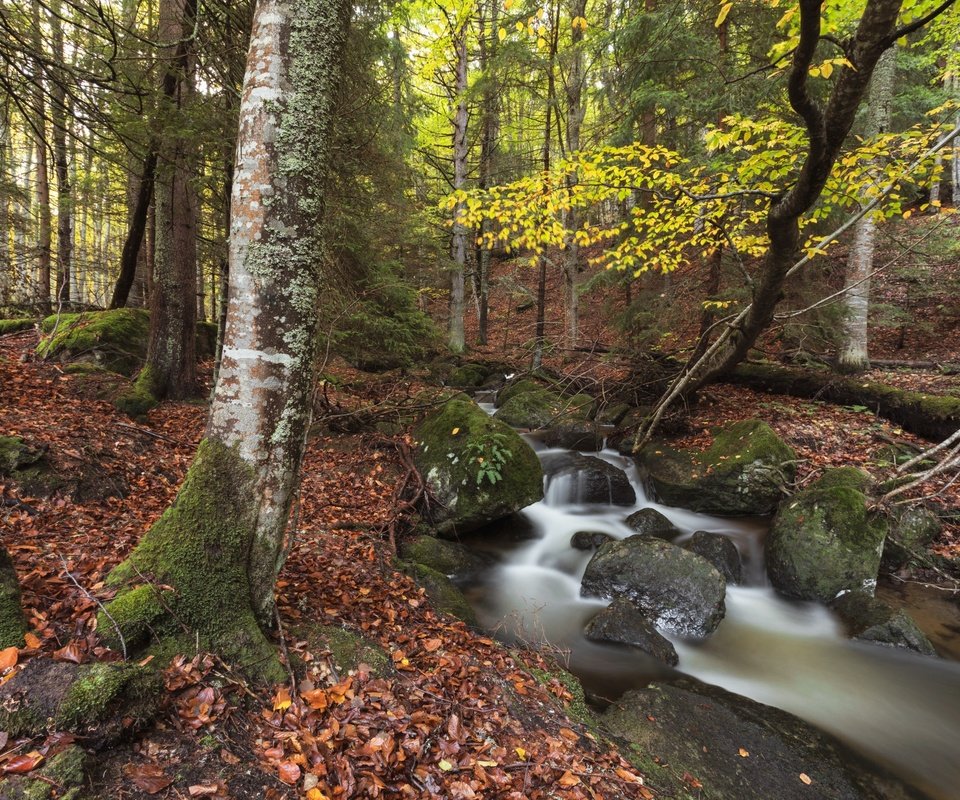 Обои природа, камни, лес, ручей, осень, nature, stones, forest, stream, autumn разрешение 1920x1280 Загрузить
