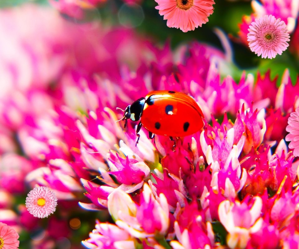 Обои цветы, жук, макро, божья коровка, боке, flowers, beetle, macro, ladybug, bokeh разрешение 2880x1620 Загрузить