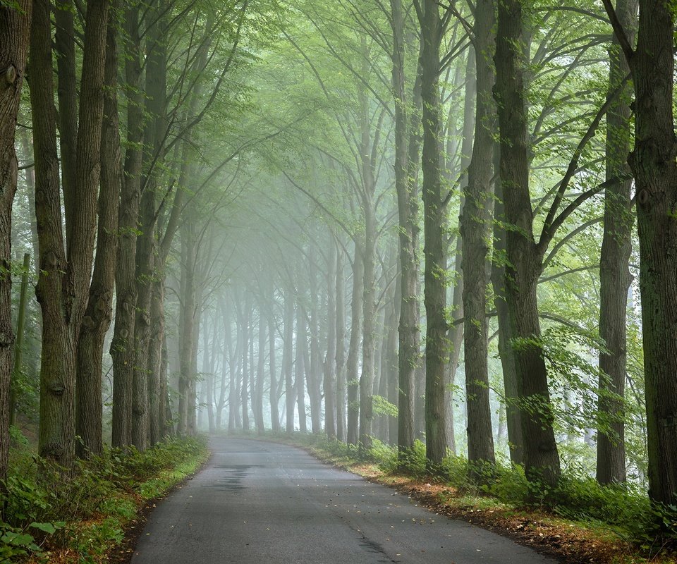 Обои дорога, деревья, туман, road, trees, fog разрешение 2048x1389 Загрузить
