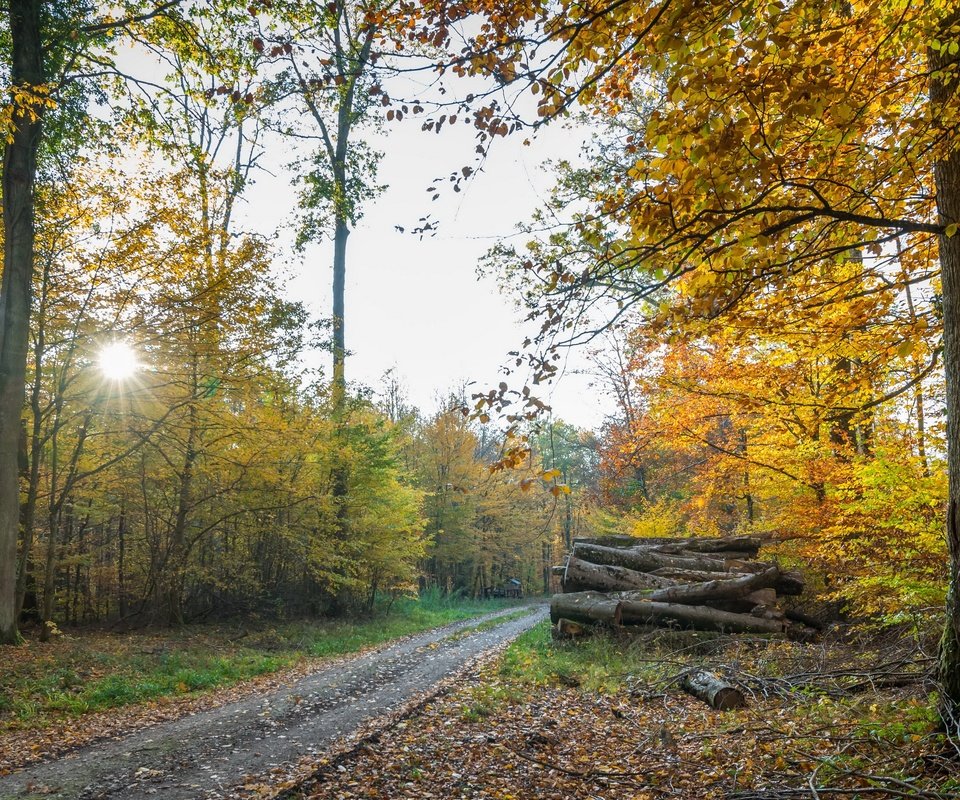 Обои дорога, осень, дрова, road, autumn, wood разрешение 3840x2160 Загрузить