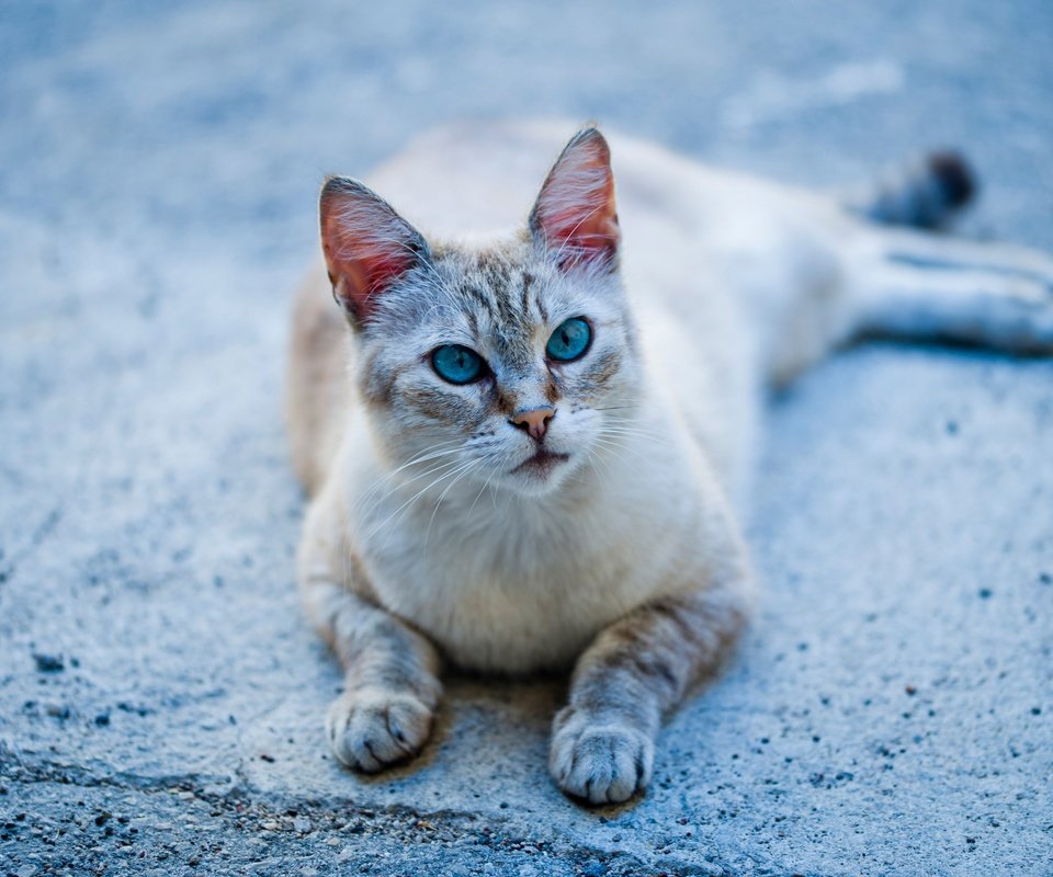 Обои кошка, голубые глаза, лапки, cat, blue eyes, legs разрешение 3600x2396 Загрузить
