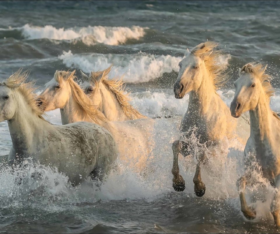 Обои лошади, пятерка, скорости, животно е, horse, five, speed, animals разрешение 1920x1080 Загрузить