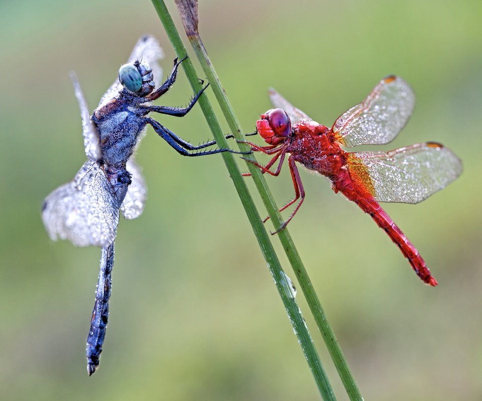 Обои макро, пара, две, стрекозы, macro, pair, two, dragonflies разрешение 5760x3840 Загрузить