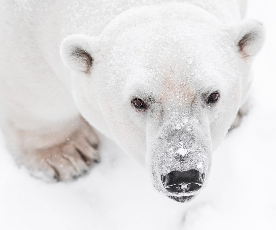 Обои морда, снег, лапы, взгляд, медведь, белый медведь, face, snow, paws, look, bear, polar bear разрешение 2000x1335 Загрузить