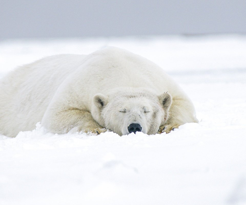 Обои морда, снег, зима, медведь, сон, лежит, спит, белый медведь, face, snow, winter, bear, sleep, lies, sleeping, polar bear разрешение 2560x1440 Загрузить