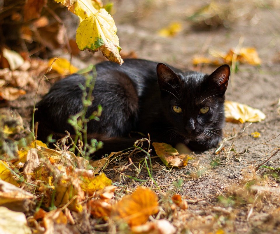 Обои морда, боке, свет, листья, кот, кошка, взгляд, осень, черный, лежит, lies, face, bokeh, light, leaves, cat, look, autumn, black разрешение 3840x2160 Загрузить