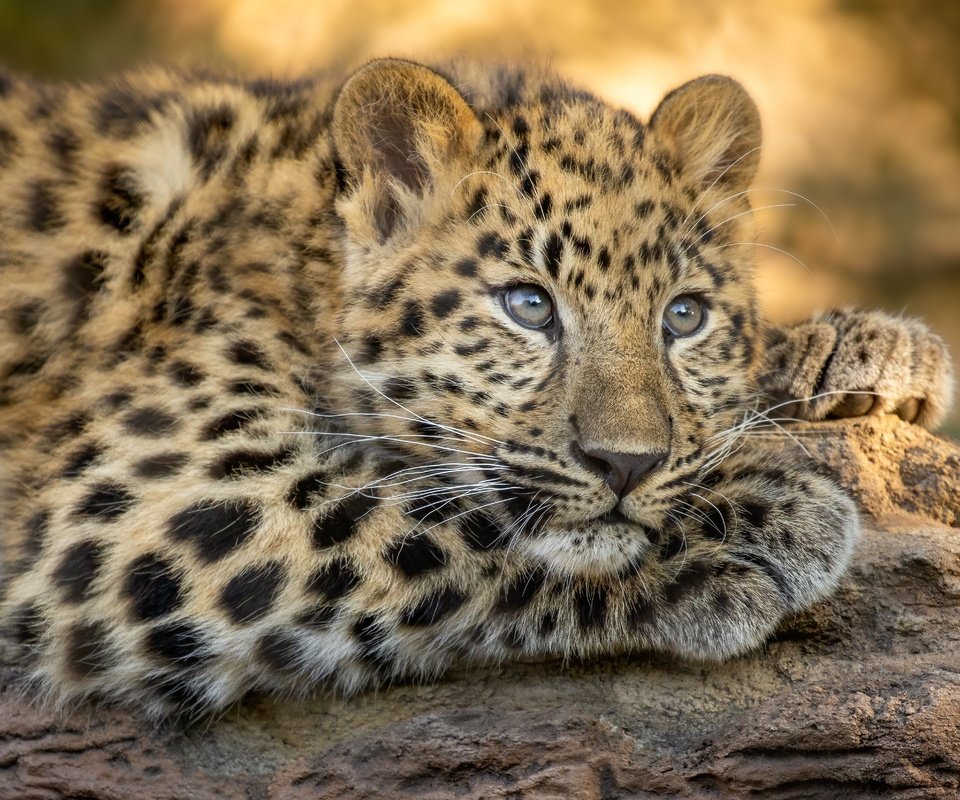 Обои морда, взгляд, леопард, дикая кошка, face, look, leopard, wild cat разрешение 4627x3305 Загрузить