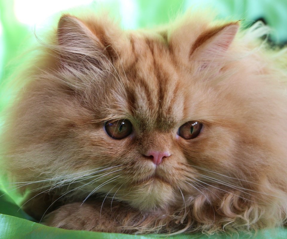 Обои мордочка, взгляд, пушистый, рыжий кот, персидская кошка, muzzle, look, fluffy, red cat, persian cat разрешение 3600x2400 Загрузить