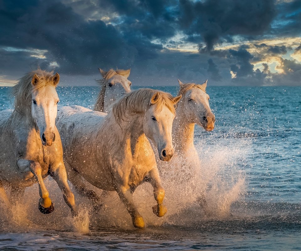 Обои море, брызги, лошади, кони, sea, squirt, horse, horses разрешение 4020x2261 Загрузить