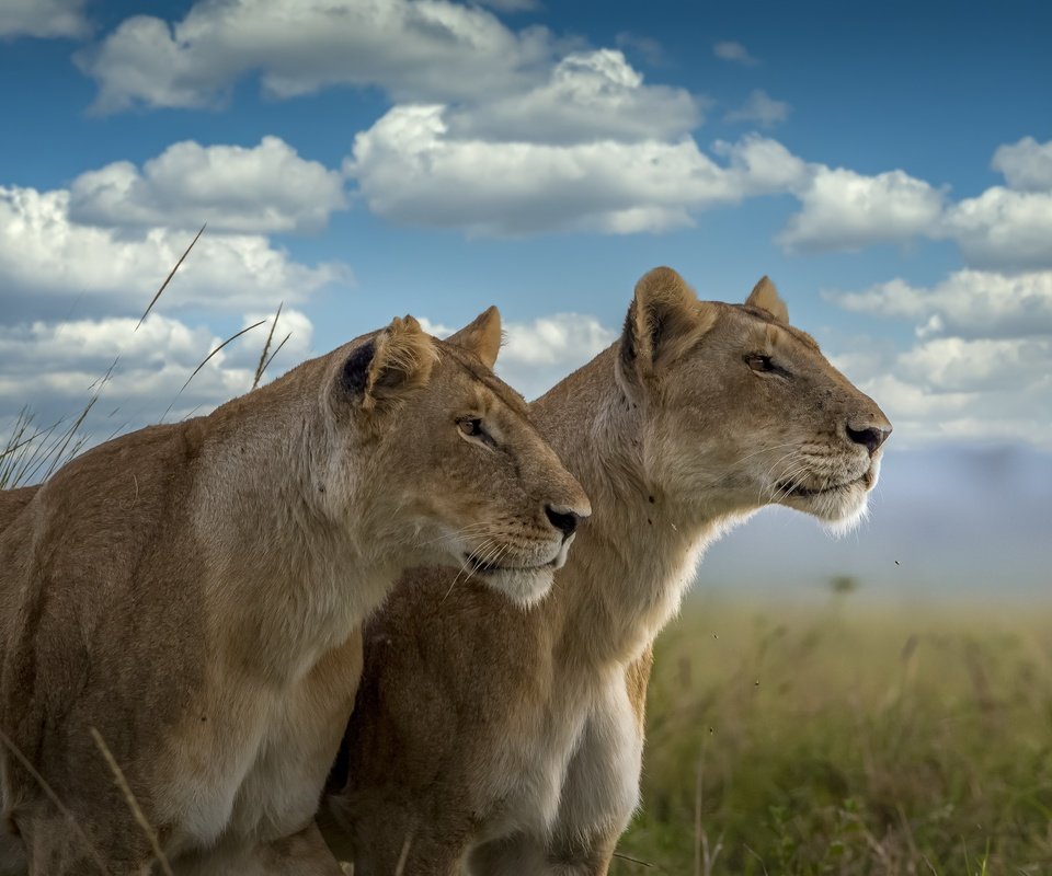 Обои природа, львы, звери, nature, lions, animals разрешение 3840x2160 Загрузить