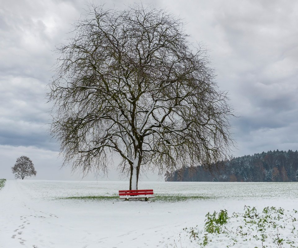 Обои снег, дерево, зима, поле, скамья, snow, tree, winter, field, bench разрешение 3840x2160 Загрузить