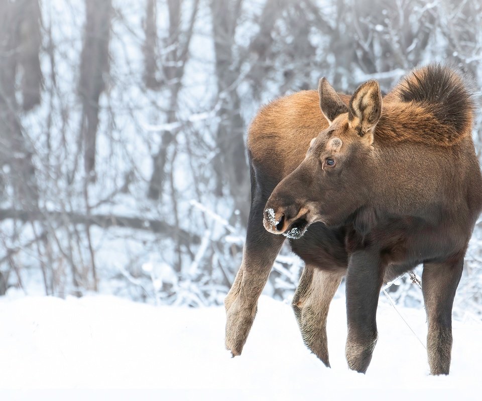 Обои снег, природа, лес, зима, лось, snow, nature, forest, winter, moose разрешение 2880x1920 Загрузить