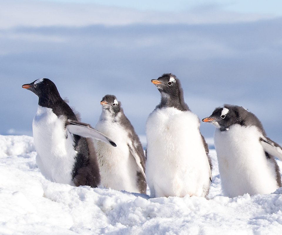 Обои снег, природа, зима, птицы, пингвин, антарктида, пингвины, пингвинёнок, snow, nature, winter, birds, penguin, antarctica, penguins разрешение 2000x1250 Загрузить